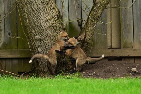 Vida silvestre urbana bebé zorro rojo cachorros jugando fuera de allí den debajo de una valla patio trasero