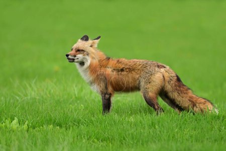 Photographie animalière urbaine d'un renard roux surveillant sa tanière de petits