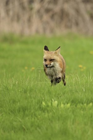 Photographie animalière urbaine d'un renard roux gardant son repaire de petits et cédant à toute menace et le chassant