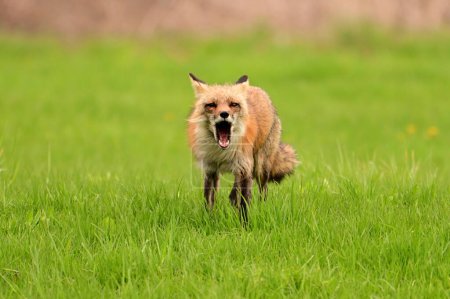 Fotografía urbana de un zorro rojo vigilando su guarida de cachorros y cediendo ante cualquier amenaza