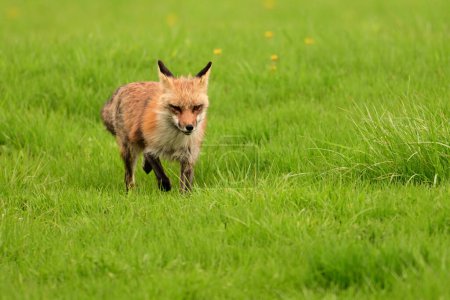 Photographie animalière urbaine d'un renard roux gardant son repaire de petits et cédant à toute menace