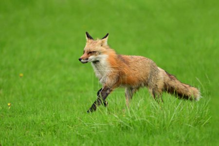 Photographie animalière urbaine d'un renard roux gardant son repaire de petits et cédant à toute menace