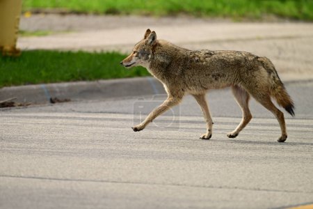 Urban wildlife a photograph of a coyote walking across a paved street
