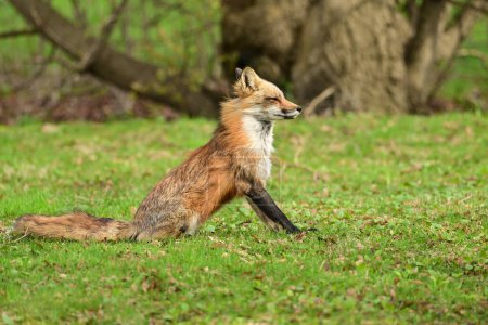 Photographie animalière urbaine d'un renard roux surveillant sa tanière de petits 