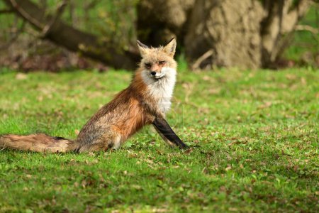 Photographie animalière urbaine d'un renard roux surveillant sa tanière de petits 