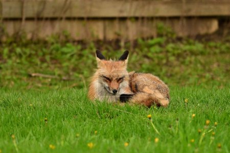 Photographie animalière urbaine d'un renard roux surveillant sa tanière s'endormant