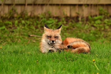 Photographie animalière urbaine d'un renard roux surveillant sa tanière
