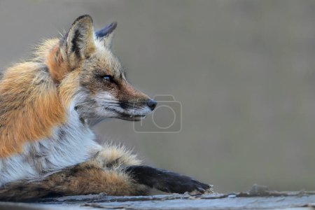 Photographie animalière urbaine d'un renard roux surveillant sa tanière