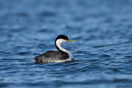 Westentaucher-Entenvogel schwimmt allein auf einem ruhigen See und schaut sich um