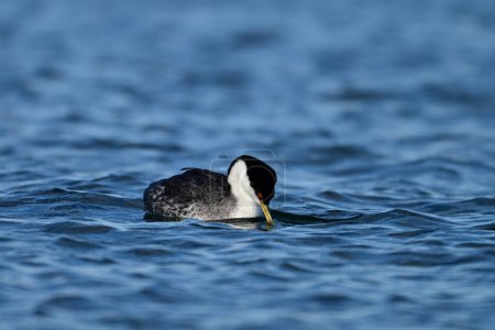 Western Grebe pájaro pato flotando solo en un lago tranquilo y mirando a su alrededor