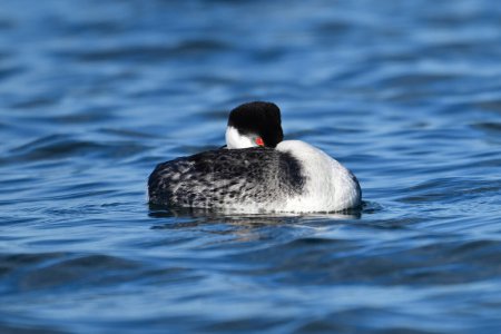 Western Grebe duck bird floating alone on a calm lake resting its beak under its wing