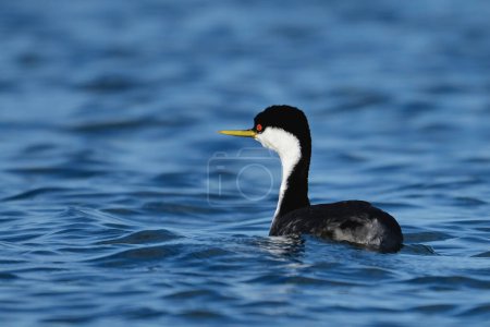 Western Grebe duck bird floating alone on a calm lake and looking around