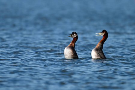 Deux Grèbes à collier canard oiseau flottant sur un lac et se regardant avec des becs ouverts étant hautement vocal