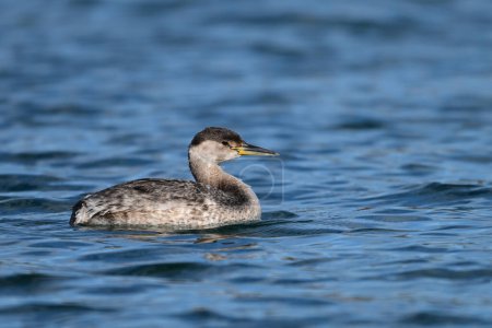 A young Red-necked Grebe duck bird floating alone on a lake