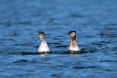 Two Red-necked Grebes duck bird floating on a lake and looking at each other with beaks open being highly vocal
