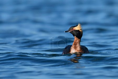 A colorful unusual Horned Grebe duck bird floating alone on a lake