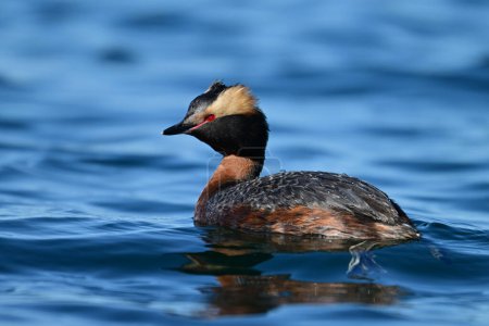 A colorful unusual Horned Grebe duck bird floating alone on a lake