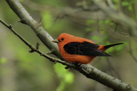 Colorful red and black male Scarlet Tanager bird perched on a branch in the forest