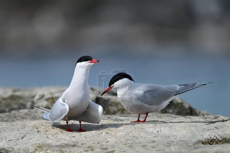 A mating pair of two Common Terns perched along a rocky shore