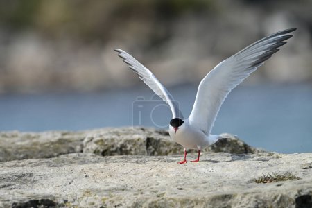 Portrait of a Common Tern bird landing along rocky shoreline