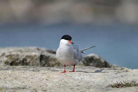 Portrait of a Common Tern bird standing along rocky shoreline