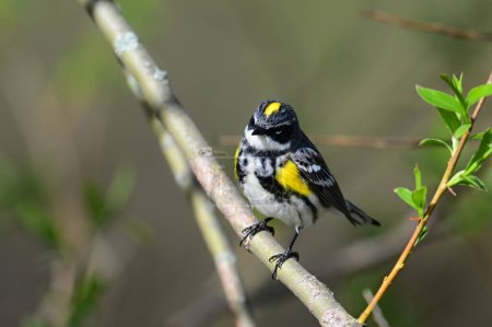 Close up of a male Yellow-rumped Warbler Myrtle bird perched on a branch