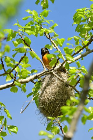 A male Baltimore Oriole sits perched on nest