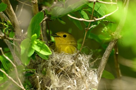 A Yellow Warbler sits perched on a nest in the thicket