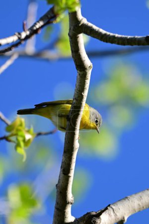 A colorful Nashville Warbler bird perched over head