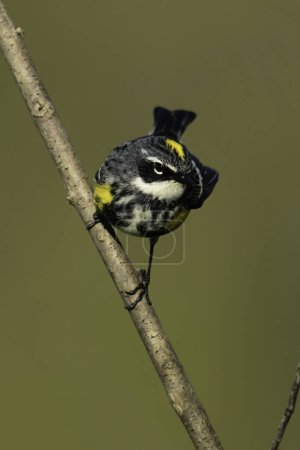 Close up of a male Yellow-rumped Warbler Myrtle bird perched on a branch