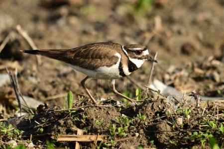 A Killdeer bird walks over a dirt agriculture field