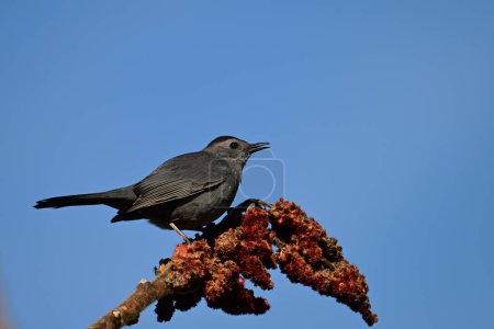 Gray Catbird sits perched on Sumac tree singing