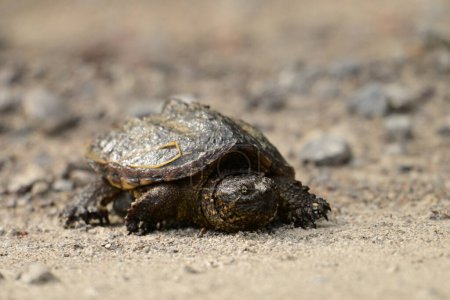 A young Snapping turtle walks across a gravel road