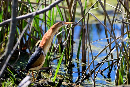 Least Bittern bird sits perched in reeds in a marsh