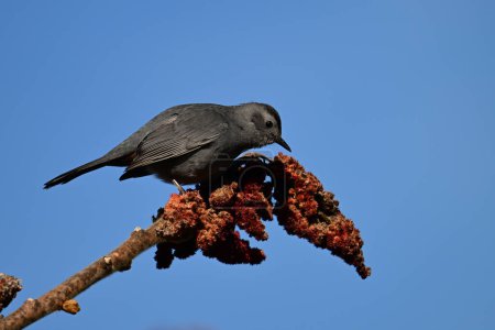 Gray Catbird sits perched on Sumac tree eating the berries