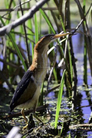 Least Bittern bird sits perched in reeds in a marsh