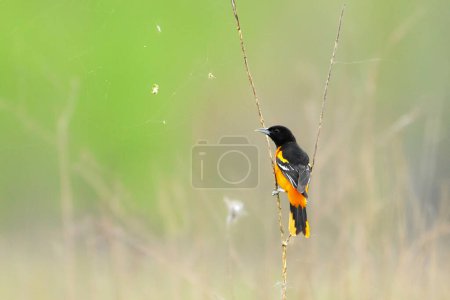 A colorful orange male Baltimore Oriole perched on a dried twig in a spring meadow