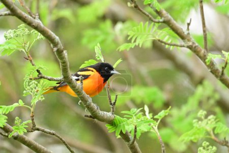 A male Baltimore Oriole sits perched on a branch