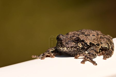 A tree Frog sits on a white hand railing