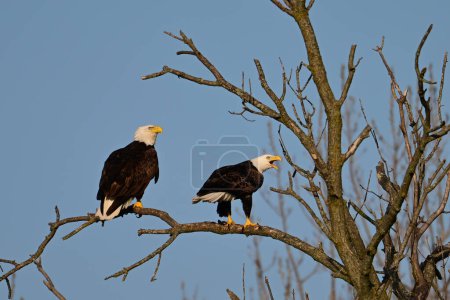 Un par de águilas calvas americanas posadas en un árbol muerto a lo largo del borde de un río vigilando su nido