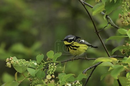 Colorful male Magnolia Warbler with full breeding plumage
