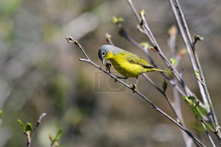 Nashville Warbler perched on a branch looking for insects to eat