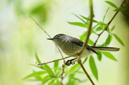 Close up of a Blue Gray Gnatcatcher bird sitting perched on a branch of a willow tree
