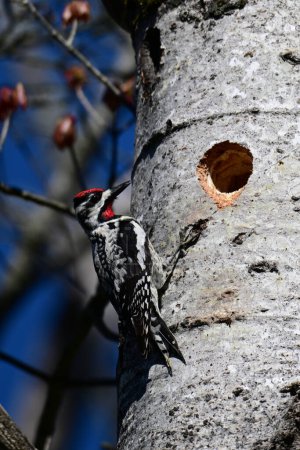 Colorful male Yellow-bellied sapsucker bird on side of a tree outside of its nesting hole