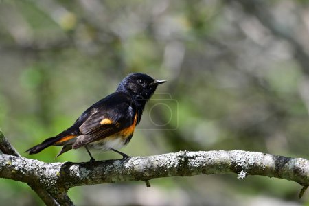 Colorful male American Redstart Warbler perched in a tree