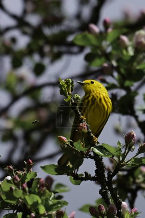 Bright colorful Yellow Warbler perched in an apple blossom tree