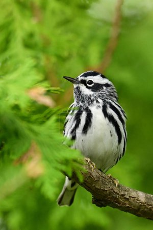 Striking striped Black and White Warbler bird sits perched in a cedar tree