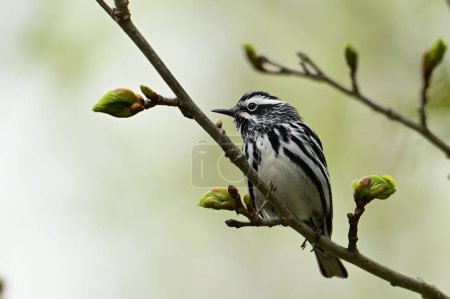 Striking striped Black and White Warbler bird sits perched in a tree