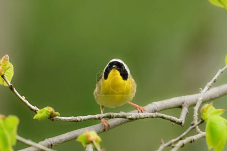 Close up of a cute little Common Yellowthroat Warbler bird sitting perched on a twig looking at the photographer