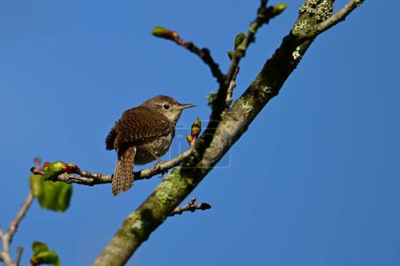House Wren bird perched in a tree against a blue sky